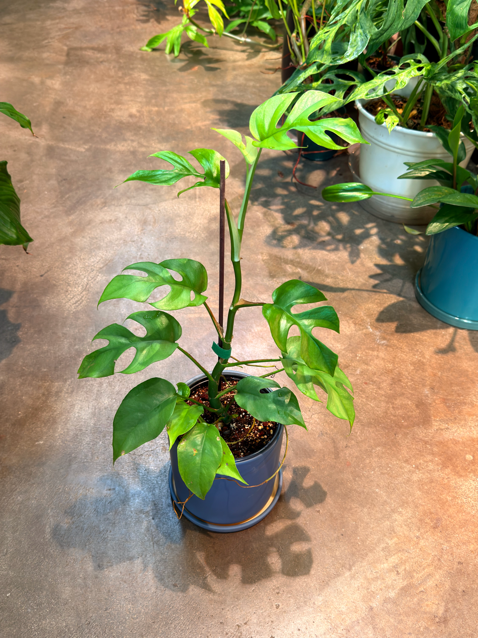 Oahu Delivery n Pickup Only - Rhaphidophora Tetrasperma w/ ceramic planter