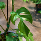 Oahu Delivery n Pickup Only - Rhaphidophora Tetrasperma w/ ceramic planter