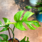Oahu Delivery n Pickup Only - Rhaphidophora Tetrasperma w/ ceramic planter