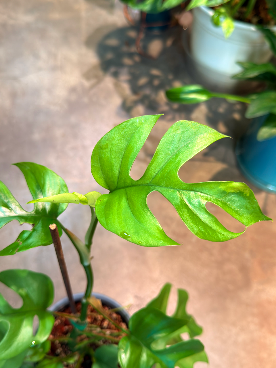 Oahu Delivery n Pickup Only - Rhaphidophora Tetrasperma w/ ceramic planter