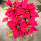 Oahu Delivery n Pickup Only - Variegated Poinsettia w/ ceramic planter
