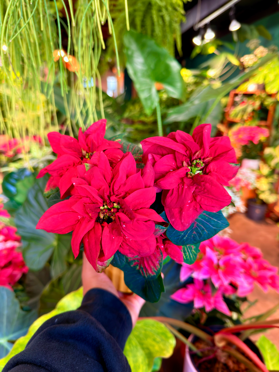 Oahu Delivery n Pickup Only - Curly Poinsettia w/ ceramic planter