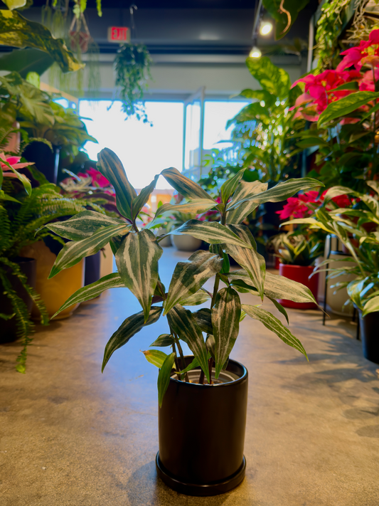 Oahu Delivery n Pickup Only - Blue Ginger w/ ceramic planter