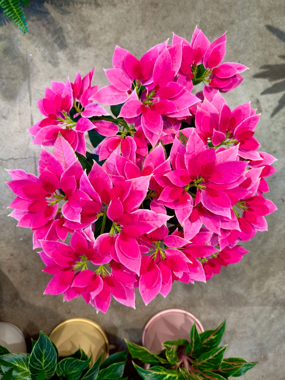 Oahu Delivery n Pickup Only - Pink n White Poinsettia w/ ceramic planter