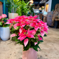 Oahu Delivery n Pickup Only - Pink n White Poinsettia w/ ceramic planter