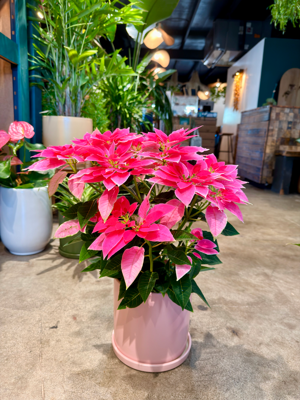 Oahu Delivery n Pickup Only - Pink n White Poinsettia w/ ceramic planter