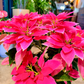Oahu Delivery n Pickup Only - Pink n White Poinsettia w/ ceramic planter