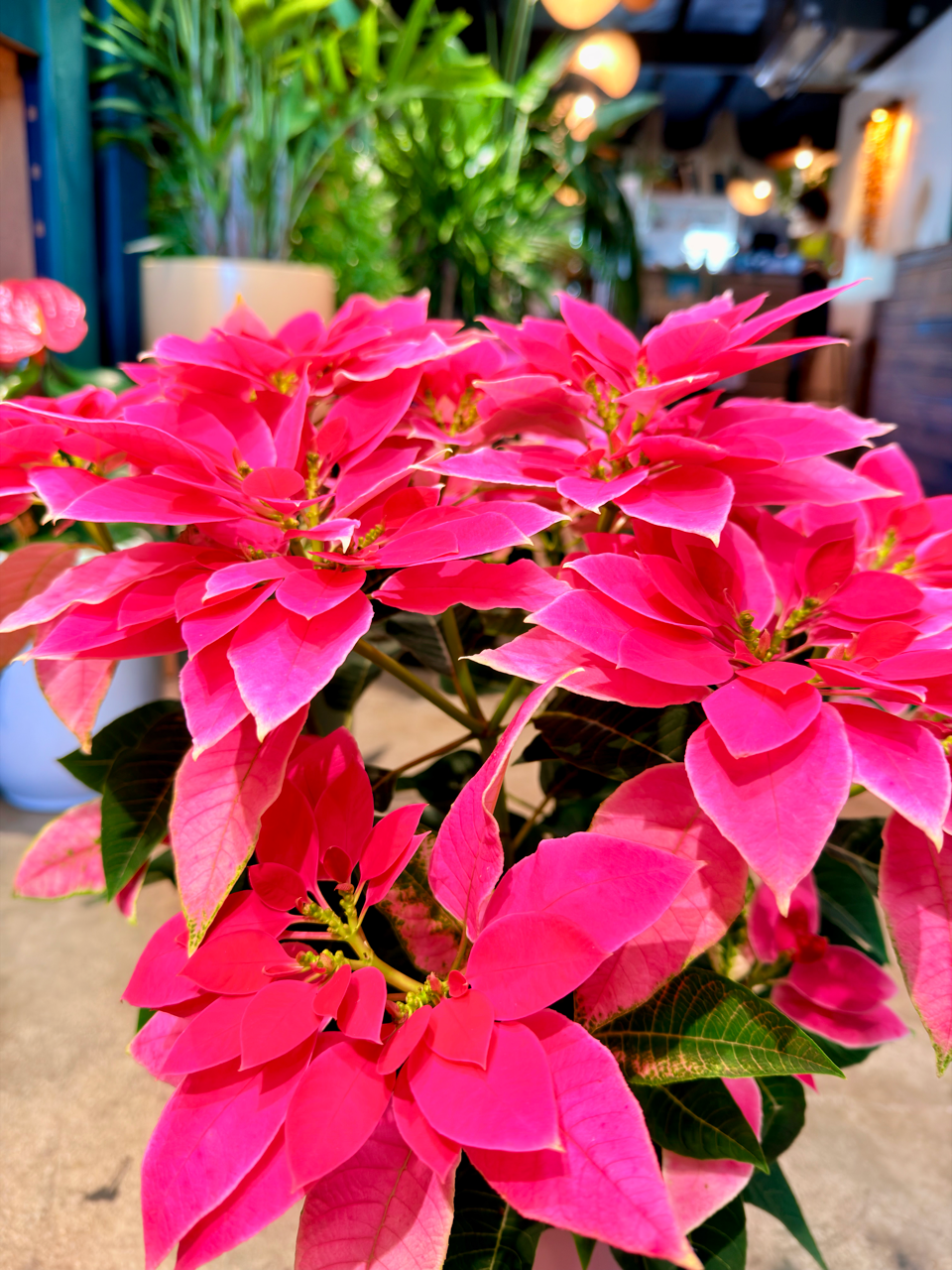 Oahu Delivery n Pickup Only - Pink n White Poinsettia w/ ceramic planter