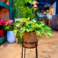 Oahu Delivery n Pickup Only - Manjula Pothos w/ ceramic planter