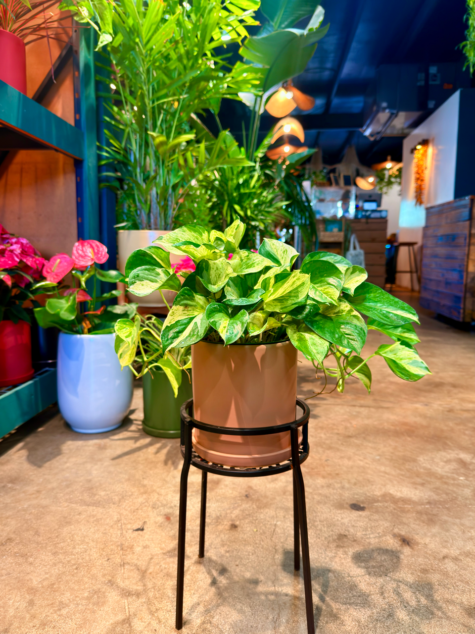 Oahu Delivery n Pickup Only - Manjula Pothos w/ ceramic planter