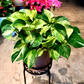 Oahu Delivery n Pickup Only - Manjula Pothos w/ ceramic planter
