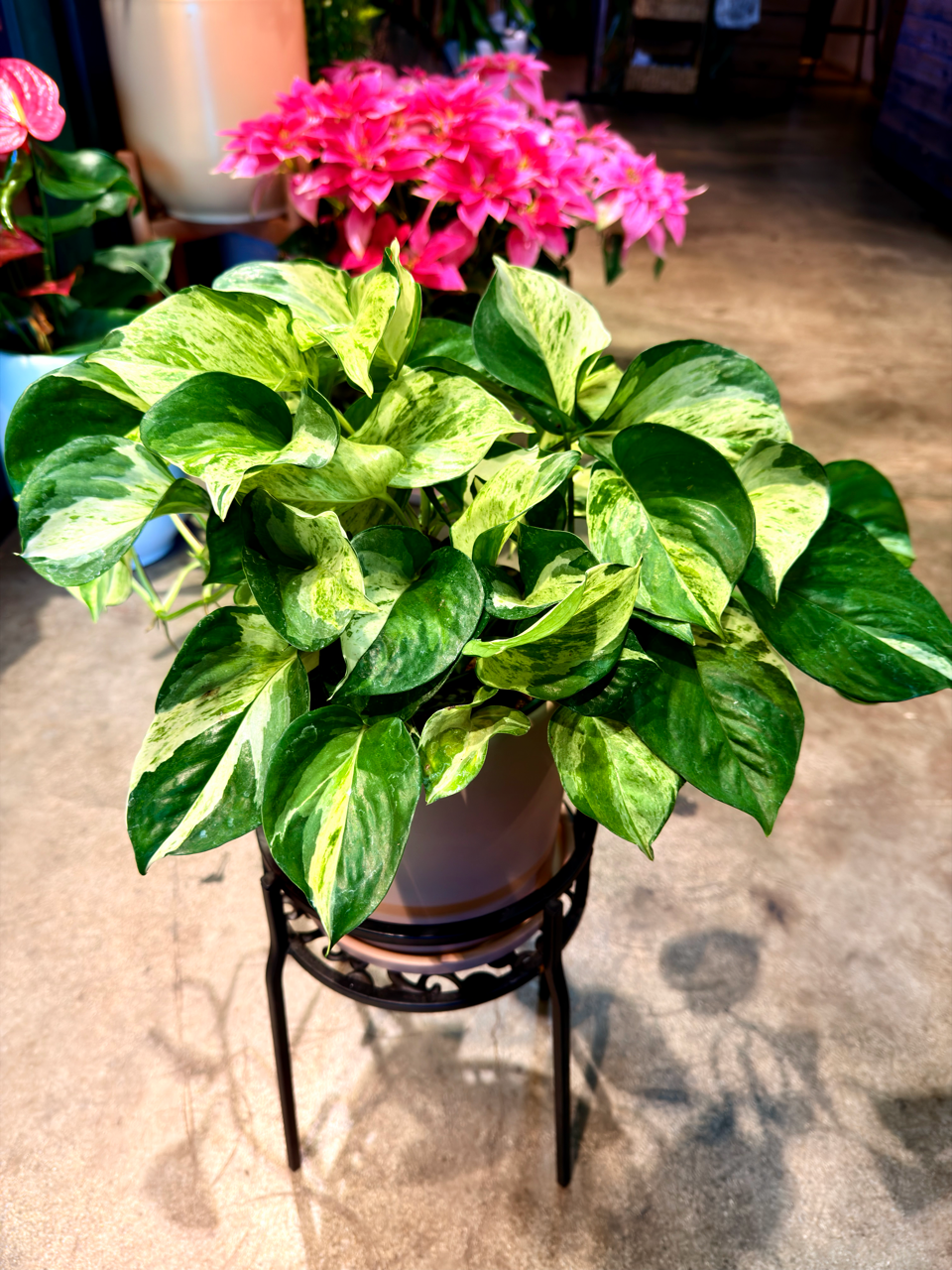 Oahu Delivery n Pickup Only - Manjula Pothos w/ ceramic planter