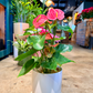 Oahu Delivery n Pickup Only - Pink Anthurium w/ ceramic planter