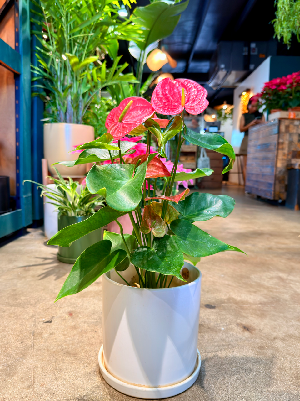 Oahu Delivery n Pickup Only - Pink Anthurium w/ ceramic planter