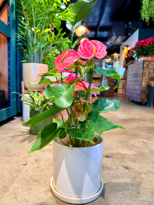 Oahu Delivery n Pickup Only - Pink Anthurium w/ ceramic planter