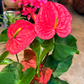 Oahu Delivery n Pickup Only - Pink Anthurium w/ ceramic planter