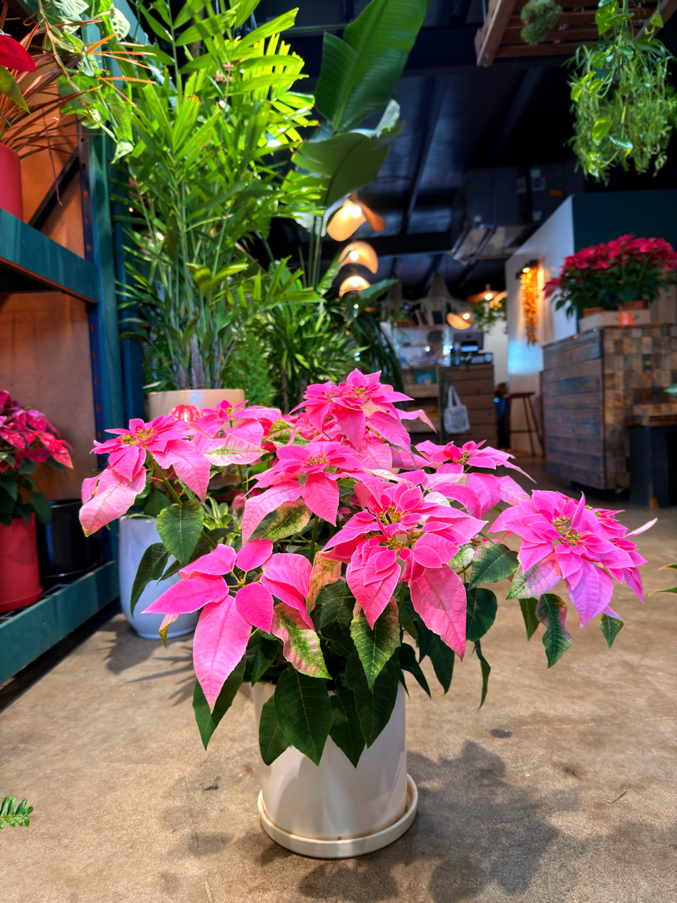 Oahu Delivery n Pickup Only - Light Pink Poinsettia w/ ceramic planter