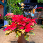 Oahu Delivery n Pickup Only - Variegated Poinsettia w/ ceramic planter