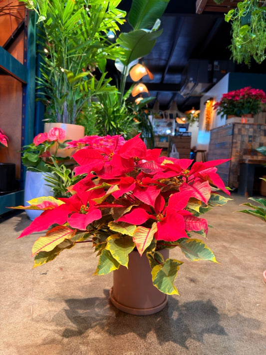 Oahu Delivery n Pickup Only - Variegated Poinsettia w/ ceramic planter