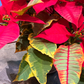 Oahu Delivery n Pickup Only - Variegated Poinsettia w/ ceramic planter
