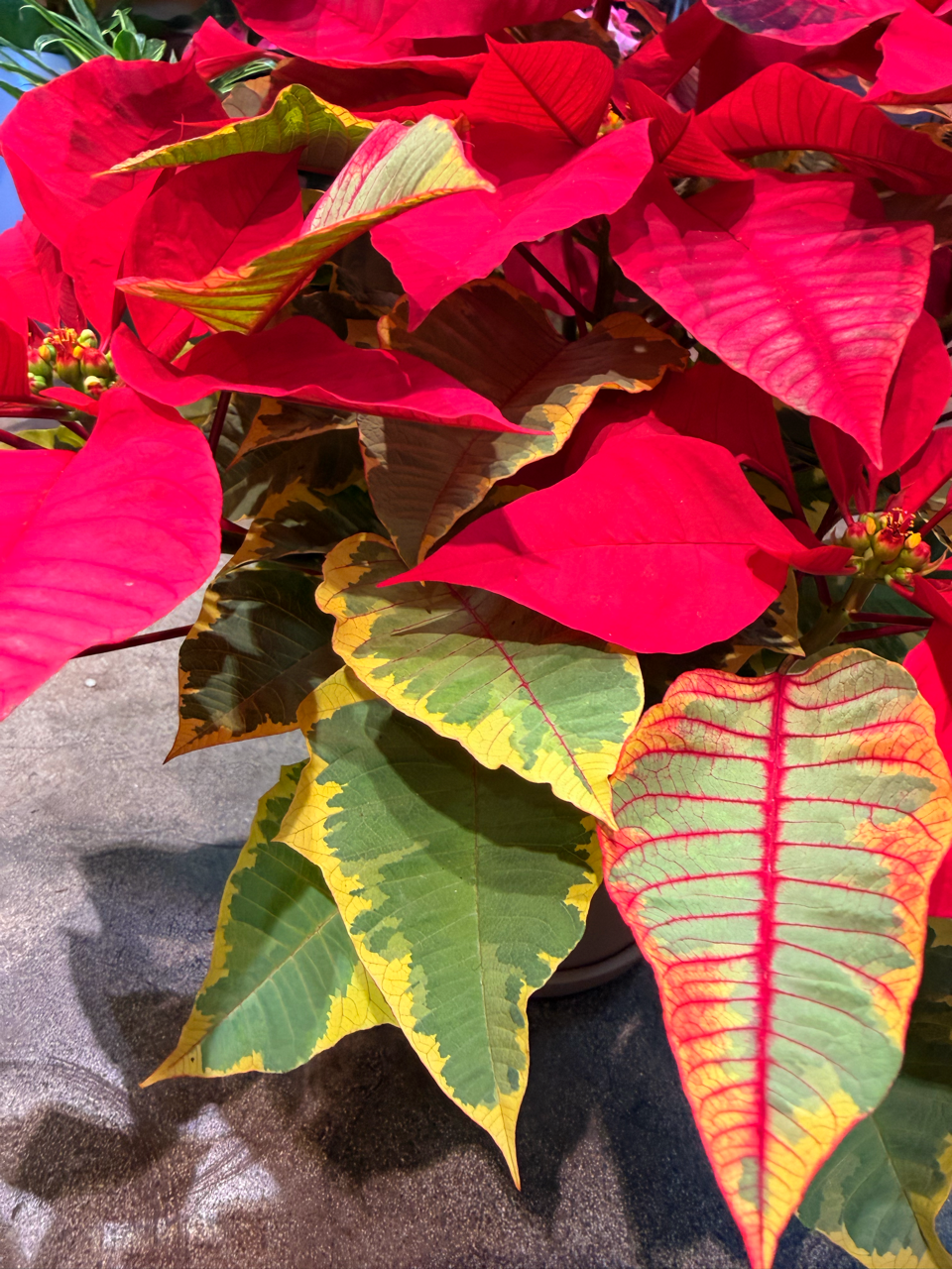 Oahu Delivery n Pickup Only - Variegated Poinsettia w/ ceramic planter