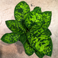 Oahu Delivery n Pickup Only - Homalomena Camoflauge w/ ceramic planter