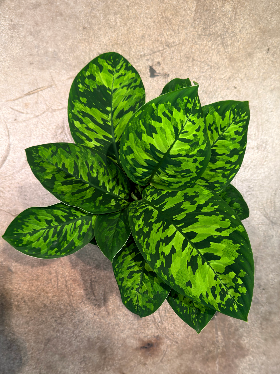 Oahu Delivery n Pickup Only - Homalomena Camoflauge w/ ceramic planter
