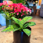 Oahu Delivery n Pickup Only - Homalomena Camoflauge w/ ceramic planter