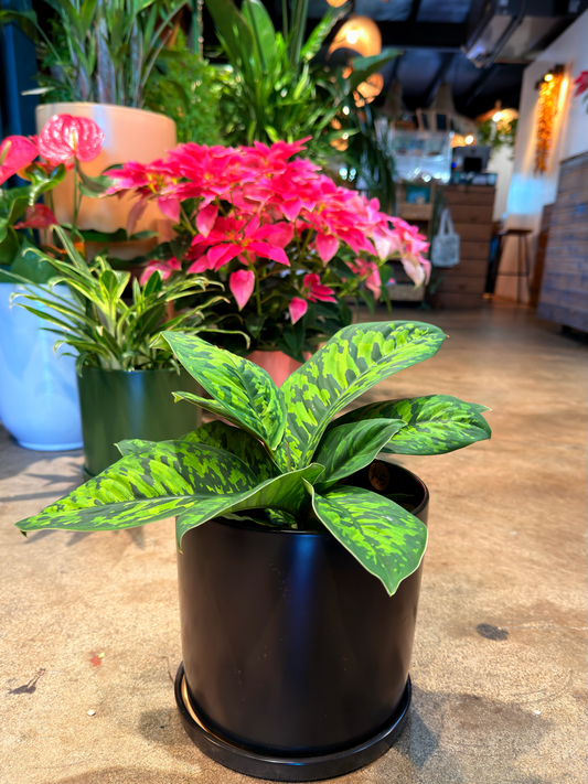 Oahu Delivery n Pickup Only - Homalomena Camoflauge w/ ceramic planter