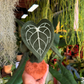 Anthurium Clarinervium Plushie