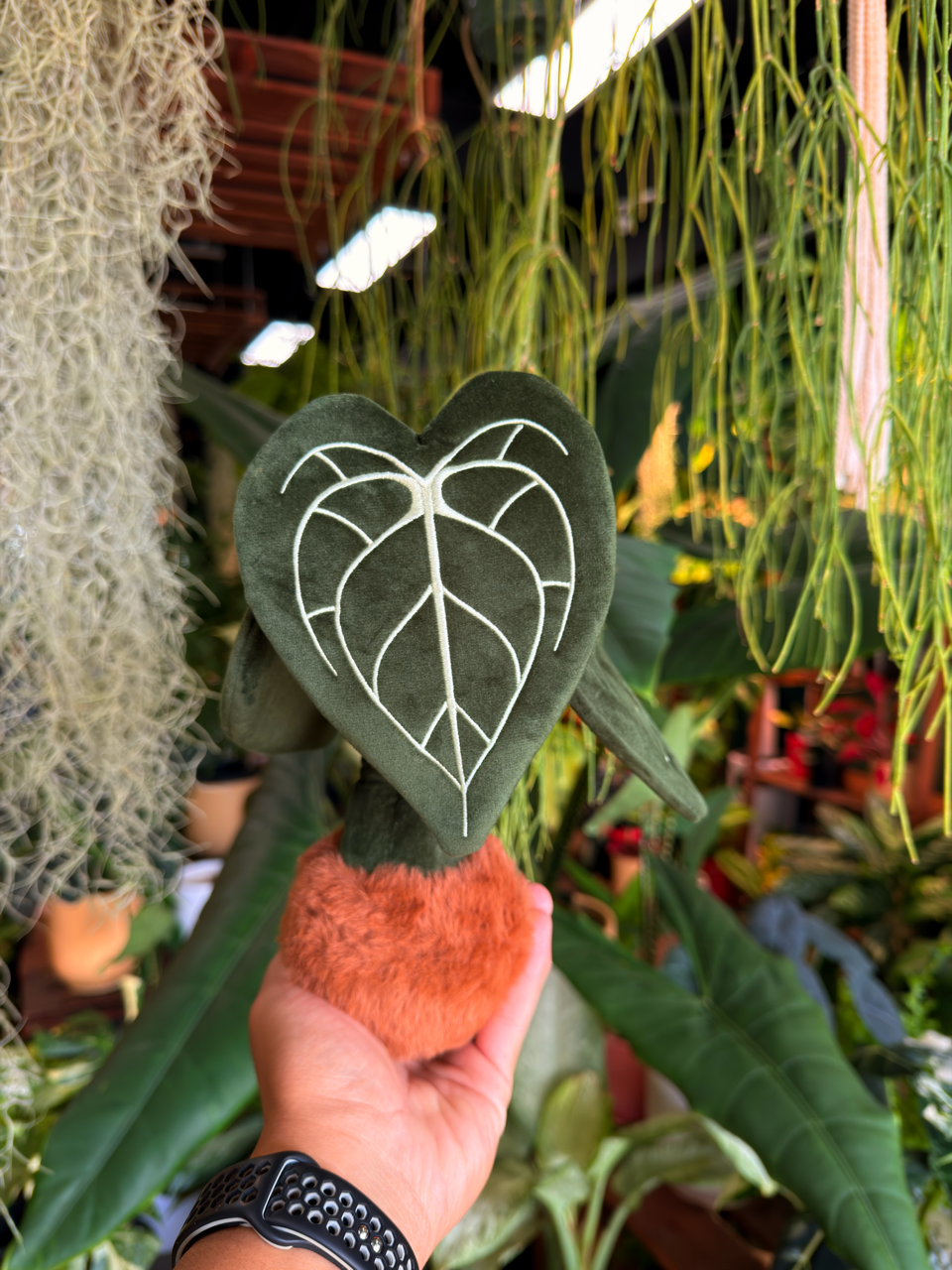Anthurium Clarinervium Plushie