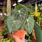 Anthurium Clarinervium Plushie