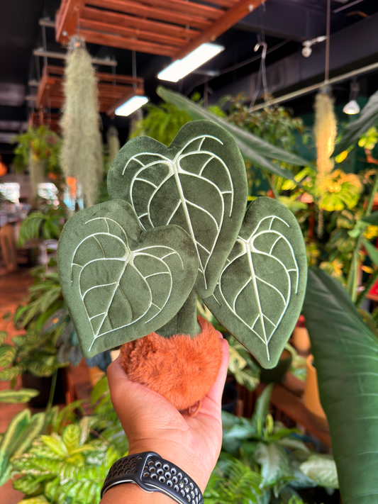 Anthurium Clarinervium Plushie