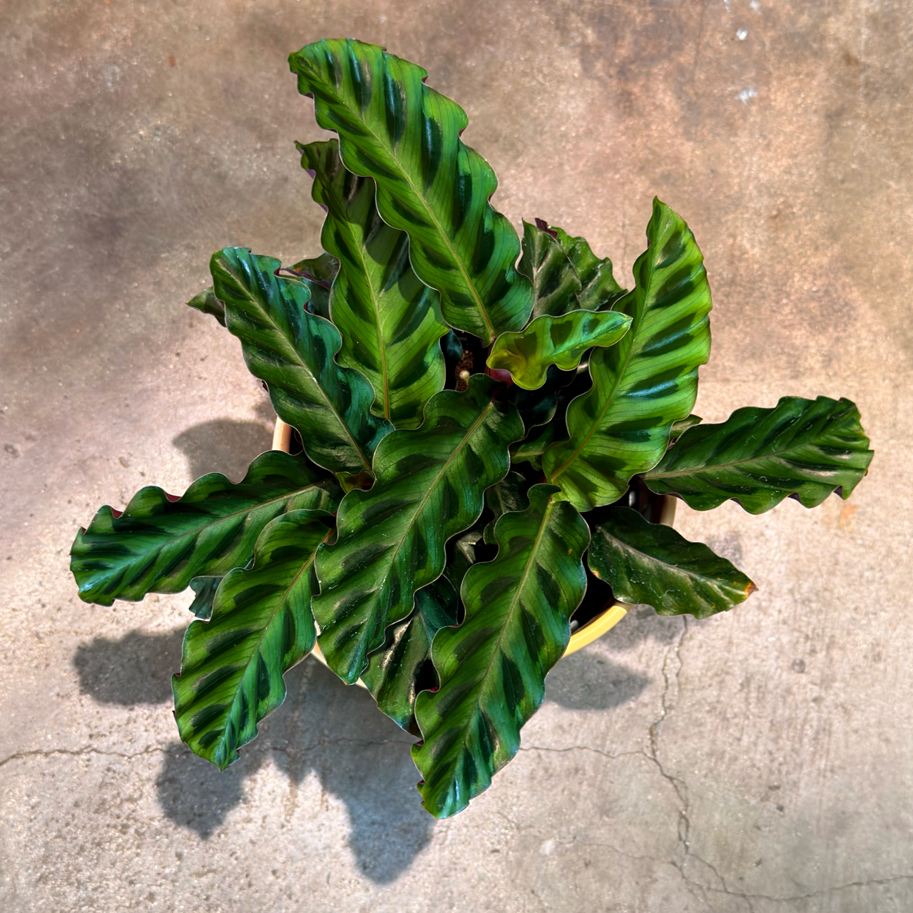 Oahu Delivery n Pickup Only - Velvet Glory Calathea w/ 6in. ceramic planter