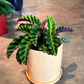 Oahu Delivery n Pickup Only - Velvet Glory Calathea w/ 6in. ceramic planter