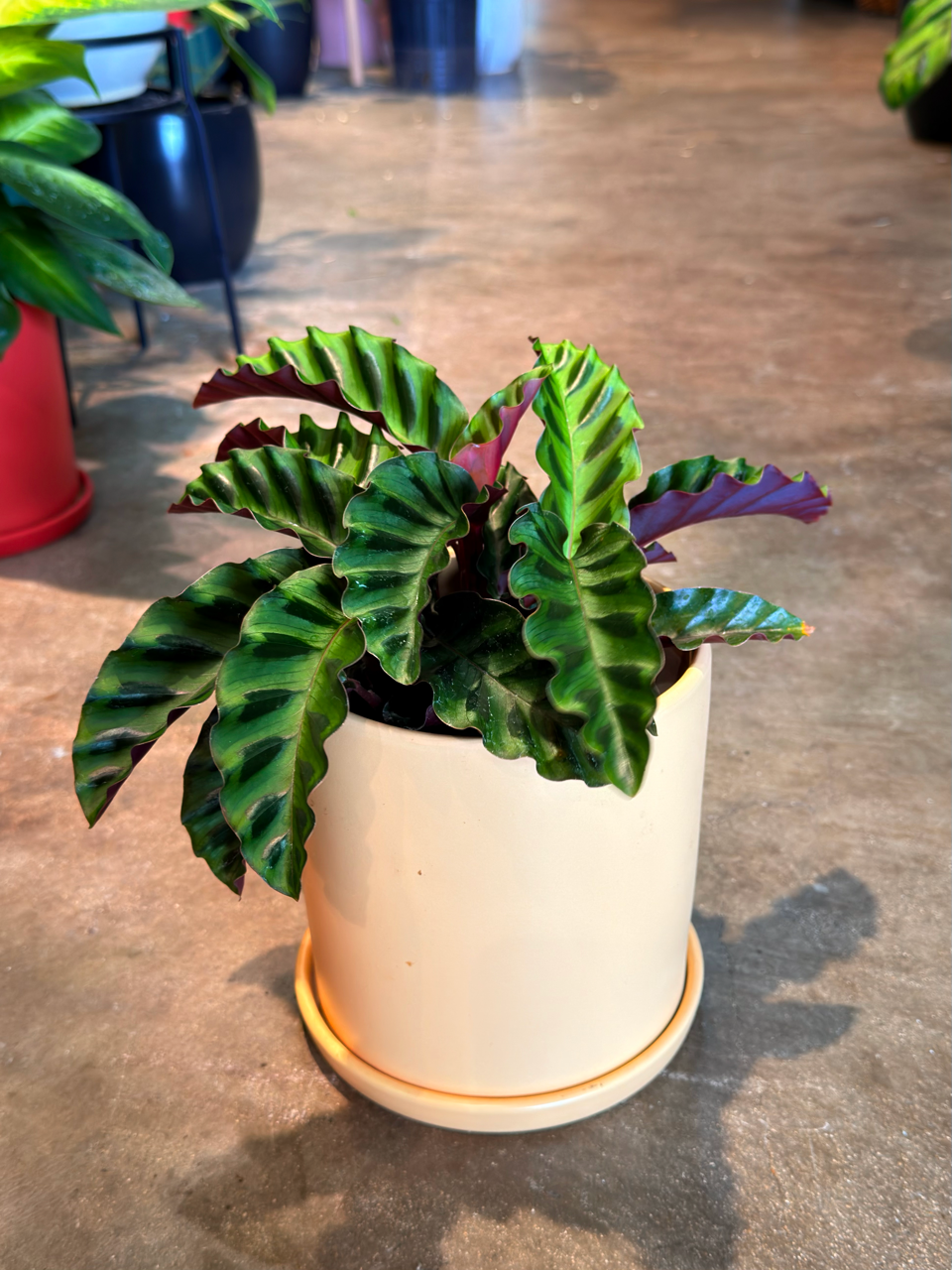 Oahu Delivery n Pickup Only - Velvet Glory Calathea w/ 6in. ceramic planter