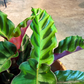 Oahu Delivery n Pickup Only - Velvet Glory Calathea w/ 6in. ceramic planter