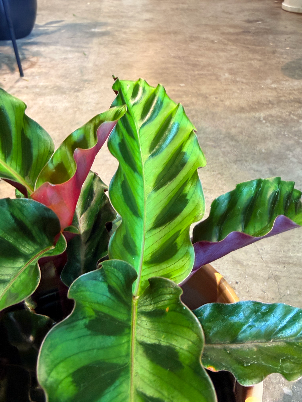 Oahu Delivery n Pickup Only - Velvet Glory Calathea w/ 6in. ceramic planter