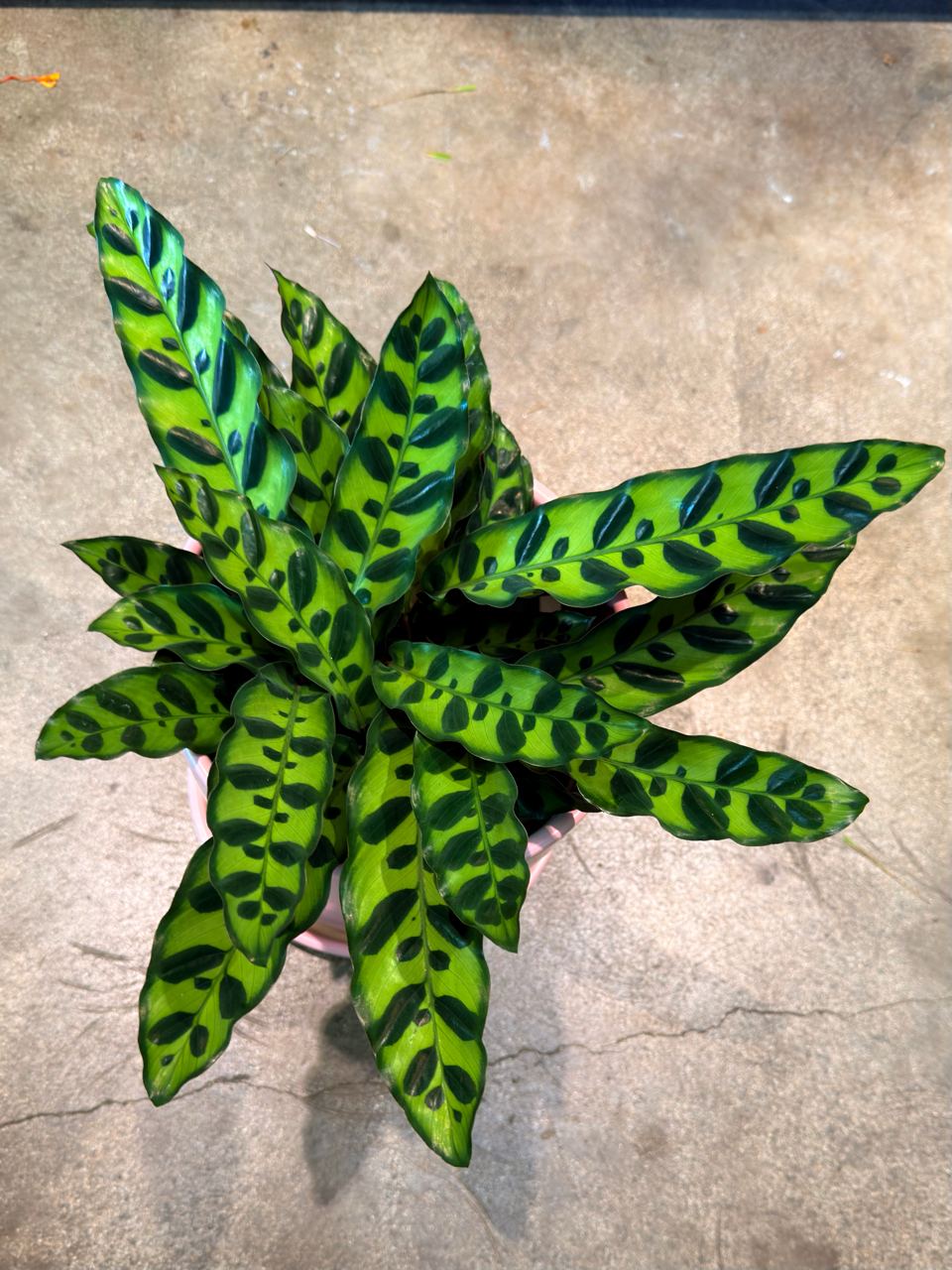 Oahu Delivery n Pickup Only - Rattle Snake Prayer Plant w/ ceramic planter