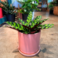 Oahu Delivery n Pickup Only - Rattle Snake Prayer Plant w/ ceramic planter
