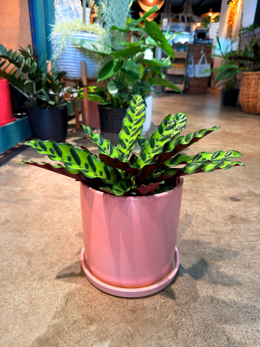 Oahu Delivery n Pickup Only - Rattle Snake Prayer Plant w/ ceramic planter