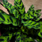 Oahu Delivery n Pickup Only - Rattle Snake Prayer Plant w/ ceramic planter