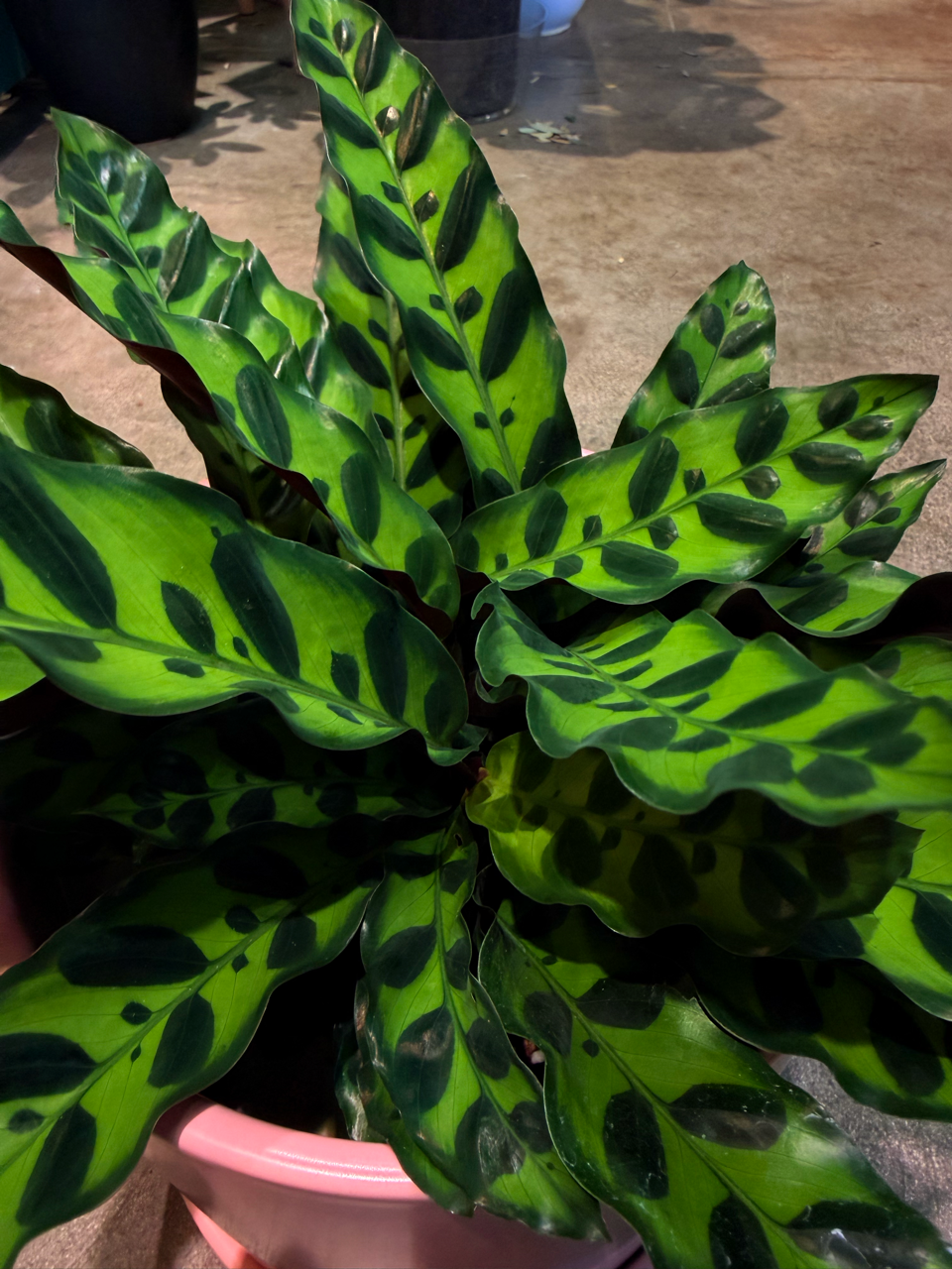 Oahu Delivery n Pickup Only - Rattle Snake Prayer Plant w/ ceramic planter