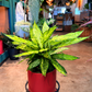 Oahu Delivery n Pickup Only - Diffenbachia Star Bright w/ ceramic pot
