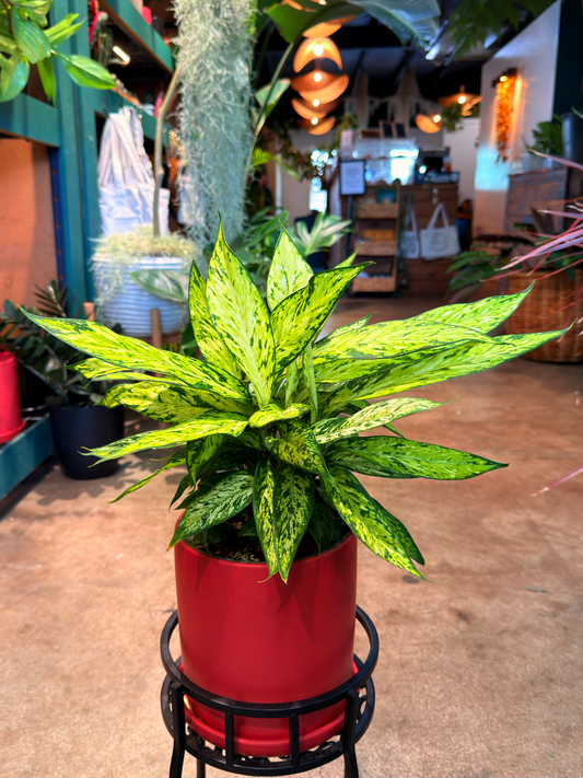 Oahu Delivery n Pickup Only - Diffenbachia Star Bright w/ ceramic pot