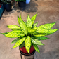 Oahu Delivery n Pickup Only - Diffenbachia Star Bright w/ ceramic pot