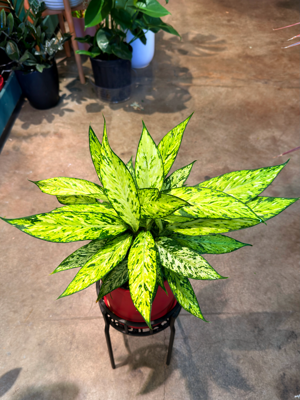 Oahu Delivery n Pickup Only - Diffenbachia Star Bright w/ ceramic pot