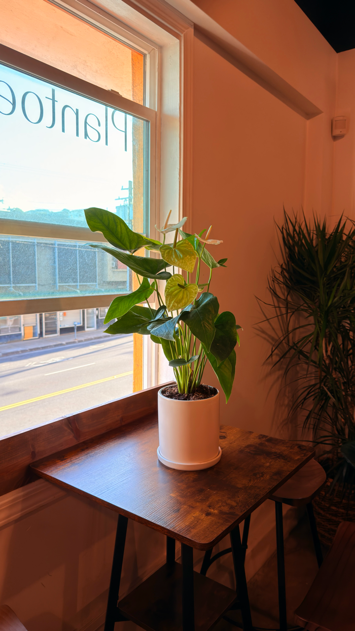 Oahu Local Delivery/ Pickup Only Anthurium White w/ a ceramic pot