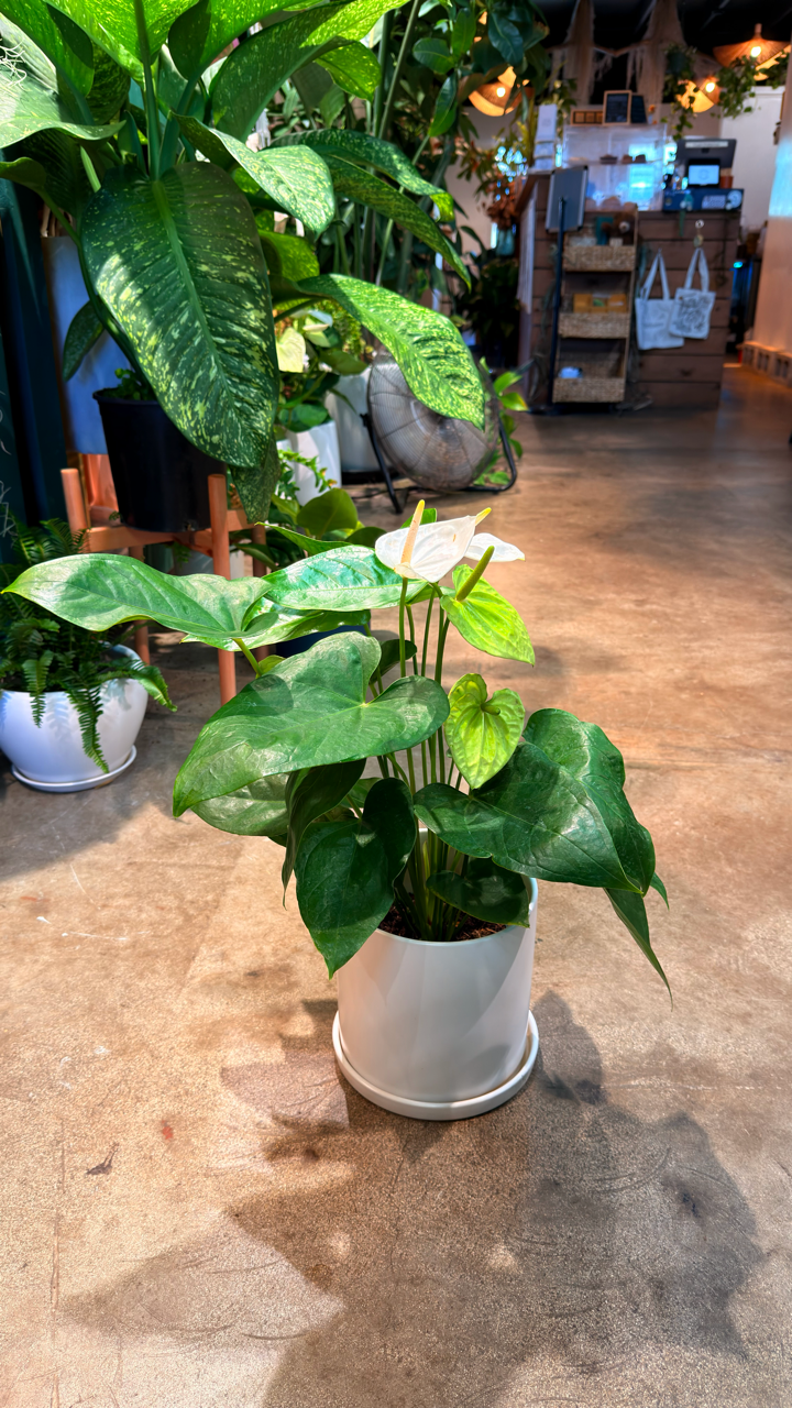 Oahu Local Delivery/ Pickup Only Anthurium White w/ a ceramic pot