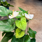 Oahu Local Delivery/ Pickup Only Anthurium White w/ a ceramic pot